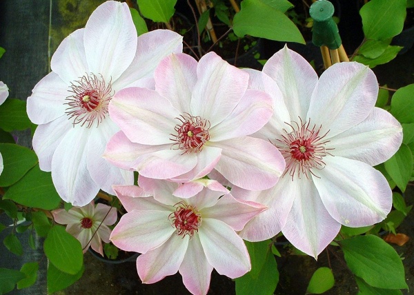 Clematis Dawn