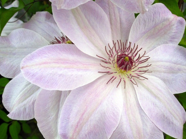 Clematis Dawn