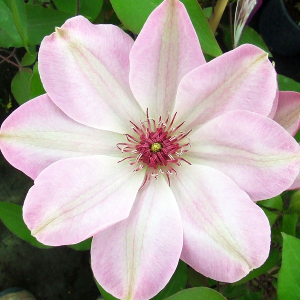 Clematis Dawn