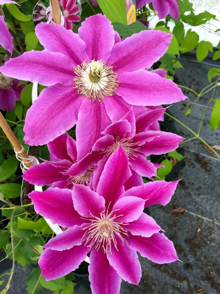 Clematis Doctor Ruppel