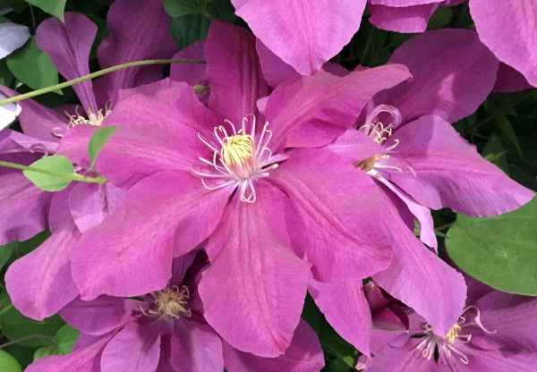 Clematis Dorothy Tolver