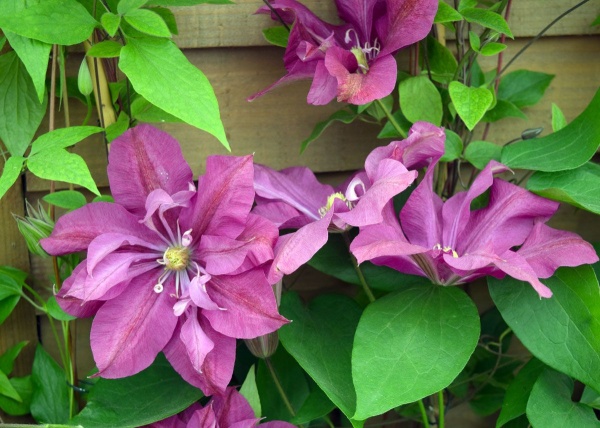 Clematis Dorothy Tolver