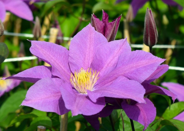 Clematis Dorothy Tolver