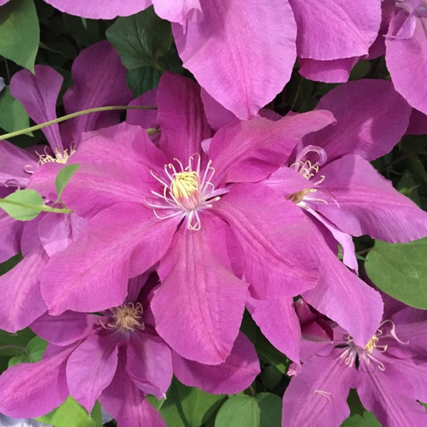 Clematis Dorothy Tolver