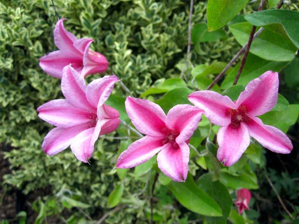 Clematis Duchess of Albany