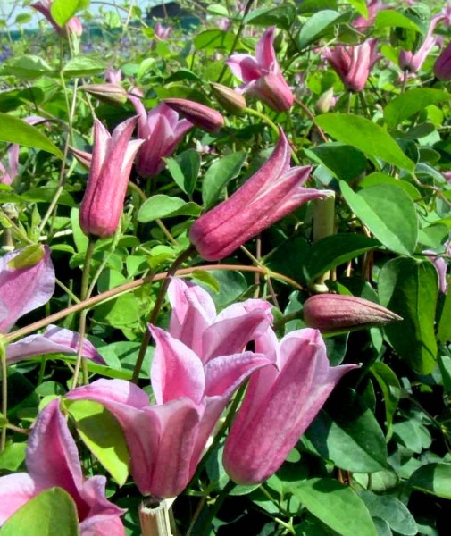 Clematis Duchess of Albany