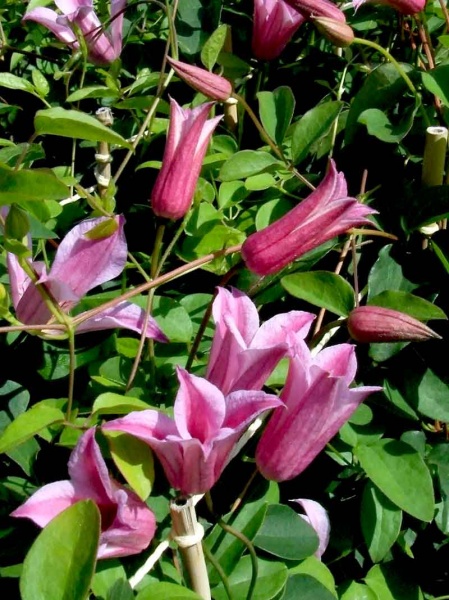 Clematis Duchess of Albany