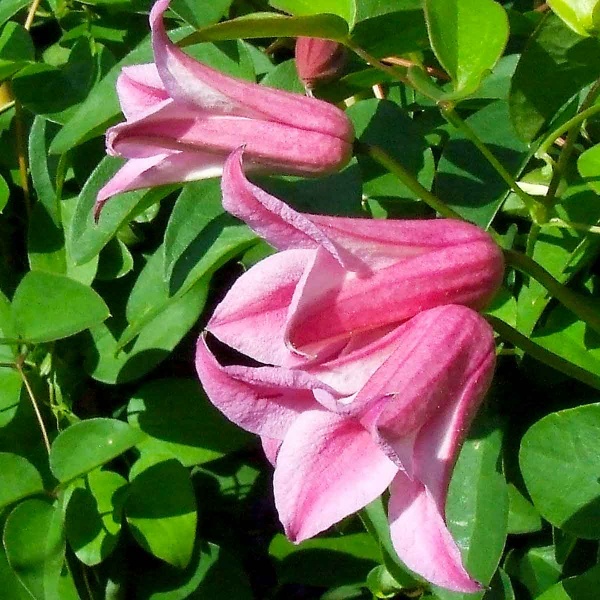 Clematis Duchess of Albany