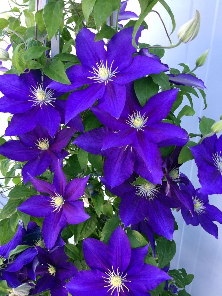 Clematis DUCHESS OF CORNWALL Evipo118