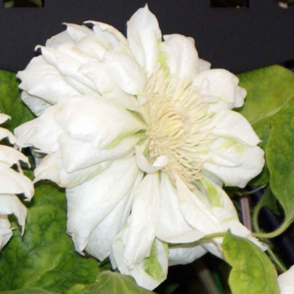 Clematis Duchess of Edinburgh