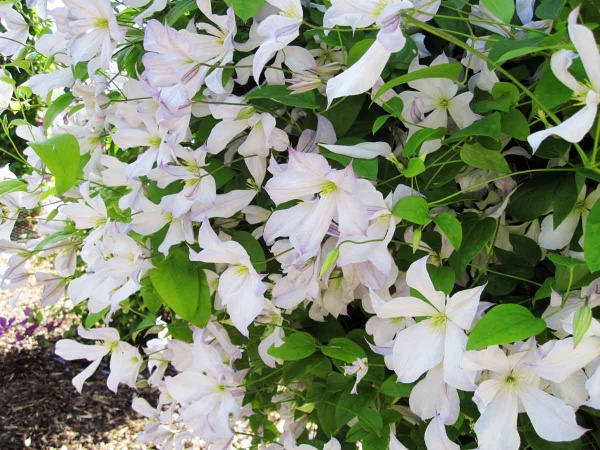 Clematis Dutch Sky