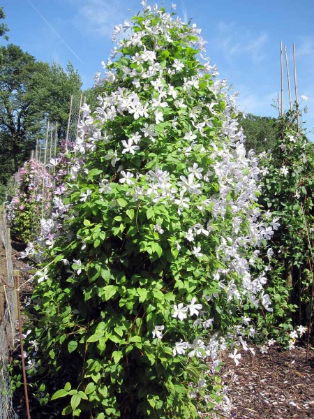 Clematis Dutch Sky