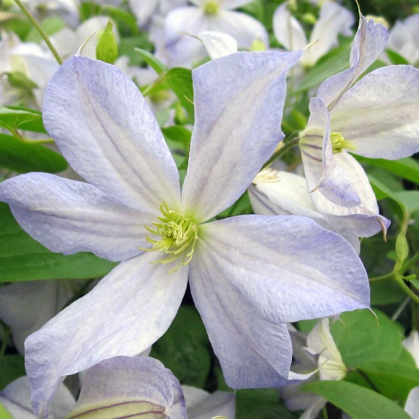 Clematis Dutch Sky