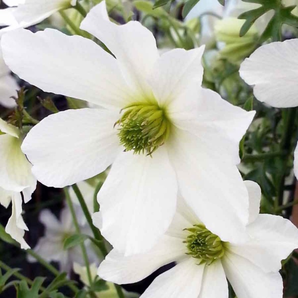 Clematis Early Sensation