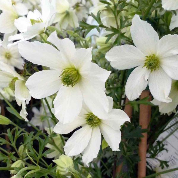 Clematis Early Sensation