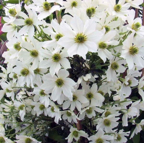 Clematis Early Sensation