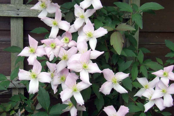 Clematis Elizabeth