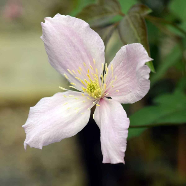 Clematis Elizabeth