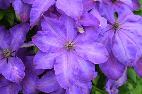Clematis Elsa Spath
