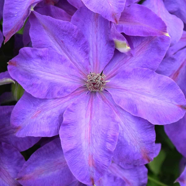 Clematis Elsa Spath