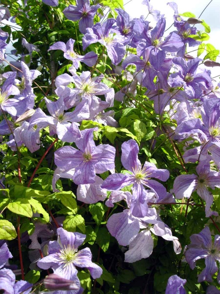 Clematis Emilia Plater