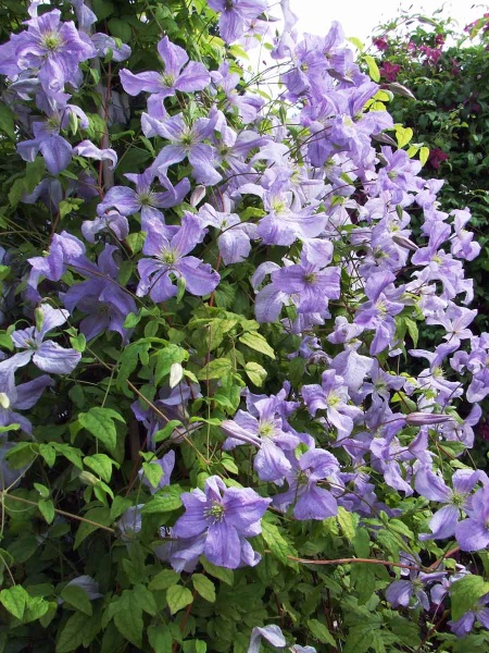 Clematis Emilia Plater