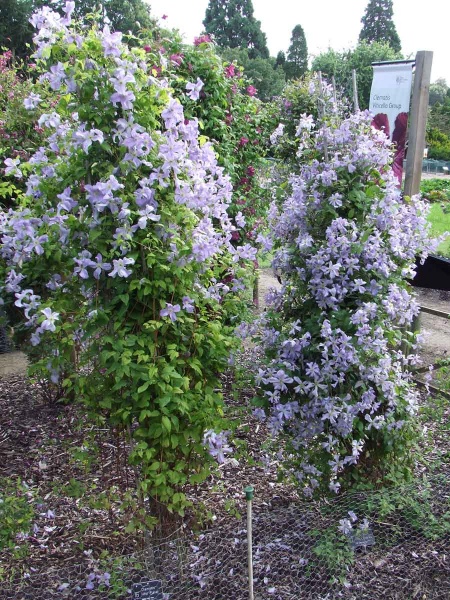 Clematis Emilia Plater