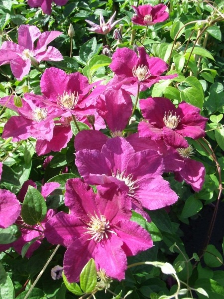 Clematis Ernest Markham