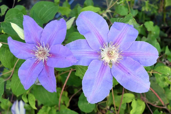 Clematis Etoile de Malicorne