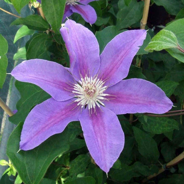 Clematis Etoile de Malicorne