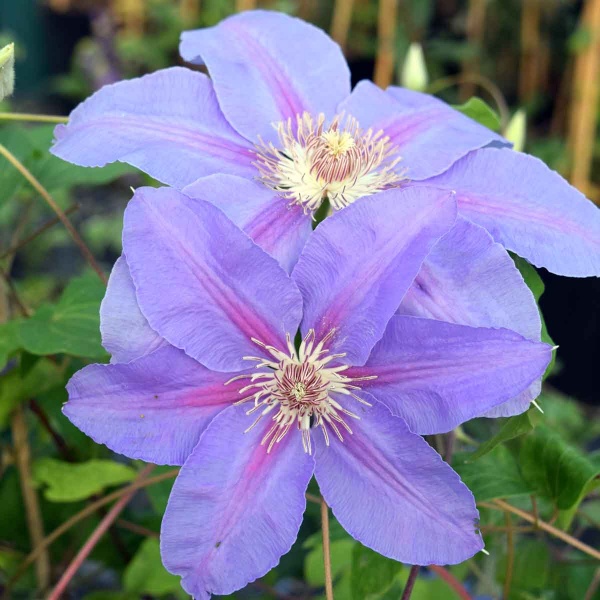 Clematis Etoile de Malicorne