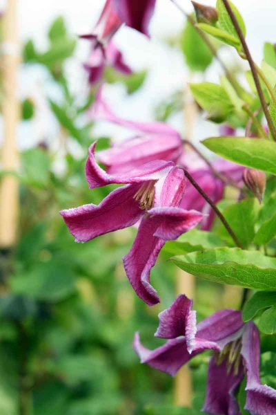 Clematis Etoile Rose