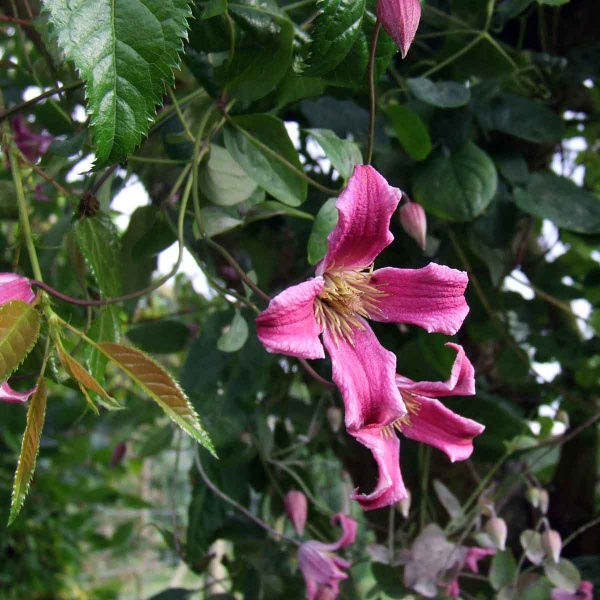 Clematis Etoile Rose