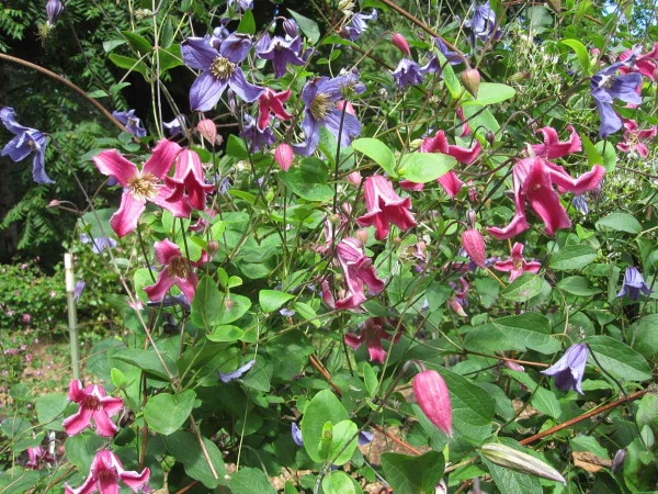 Clematis Etoile Rose