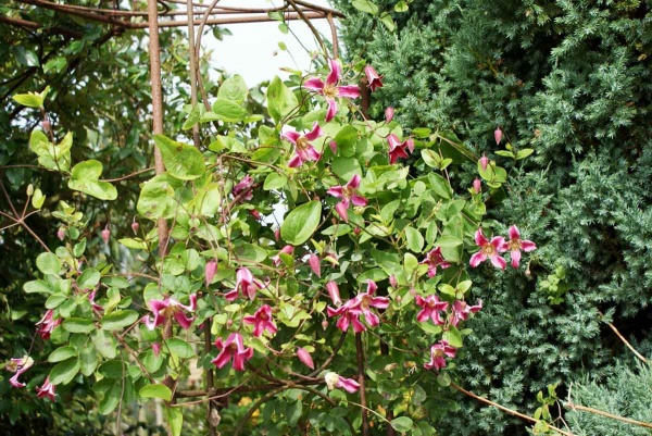 Clematis Etoile Rose