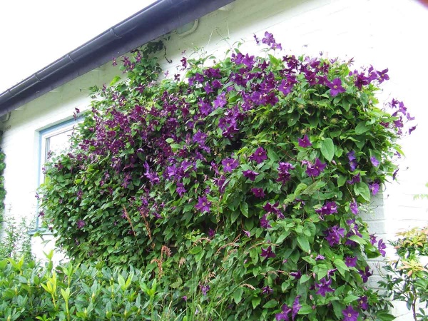 Clematis Etoile Violette