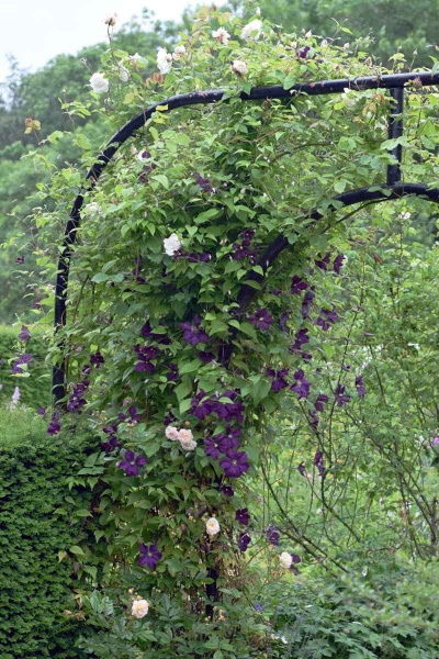 Clematis Etoile Violette