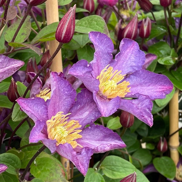 Clematis EXCITING 'Zoexci'