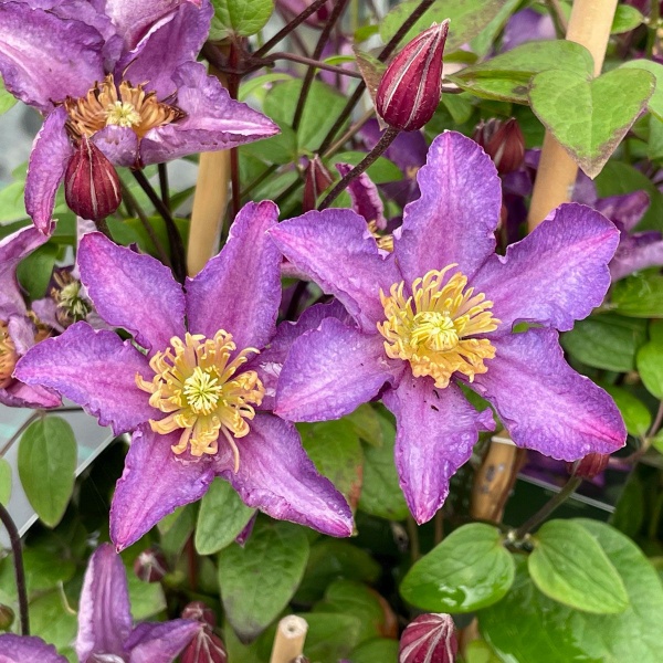 Clematis EXCITING 'Zoexci'