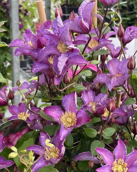 Clematis EXCITING 'Zoexci'