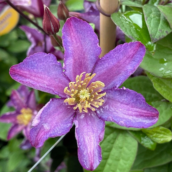 Clematis EXCITING 'Zoexci'
