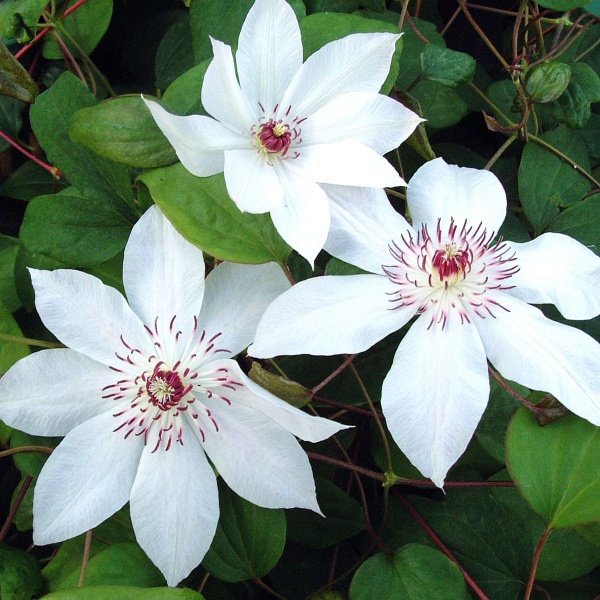 Clematis Fair Rosamond