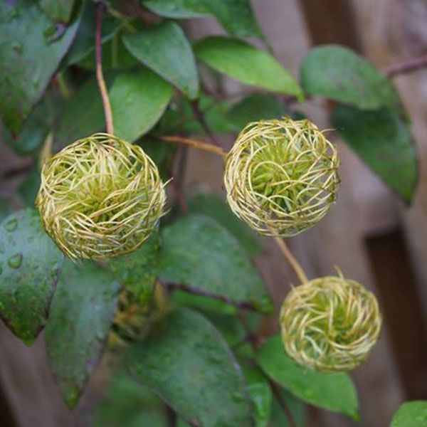 Clematis Fair Rosamond