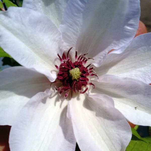 Clematis Fair Rosamond