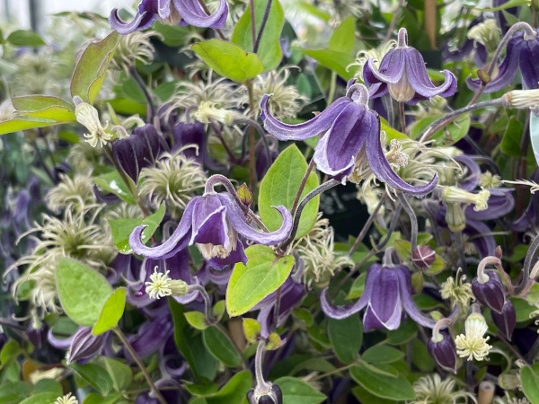 Clematis Fascination