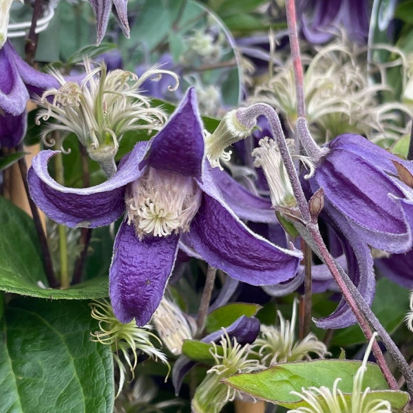 Clematis Fascination