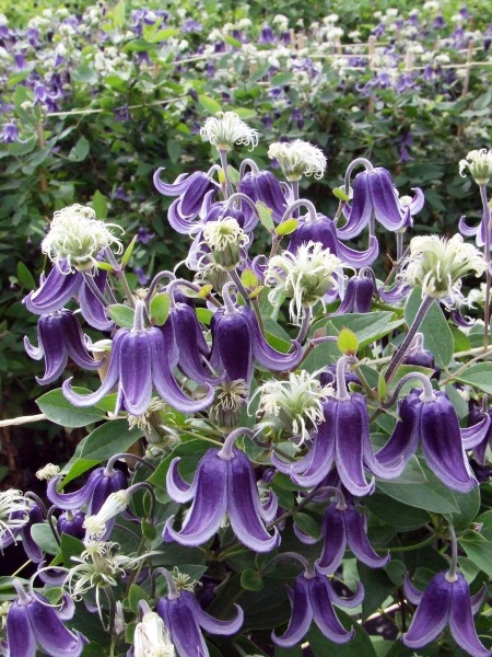 Clematis Fascination