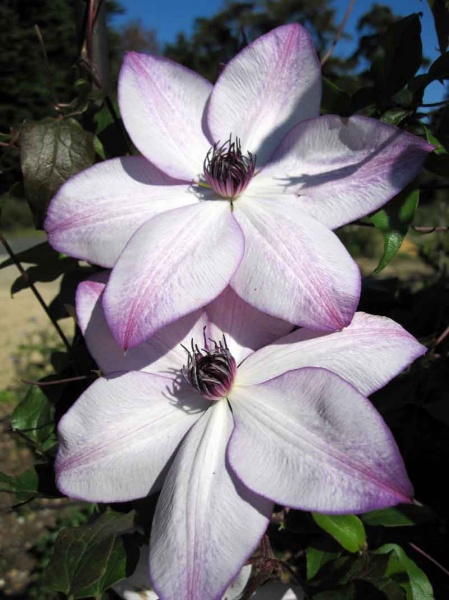 Clematis Fond Memories