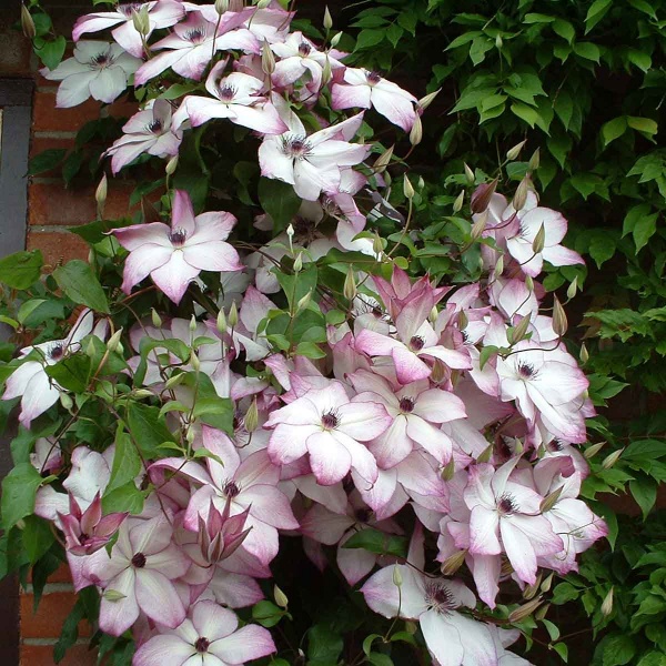 Clematis Fond Memories