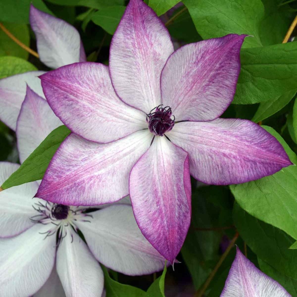 Clematis Fond Memories